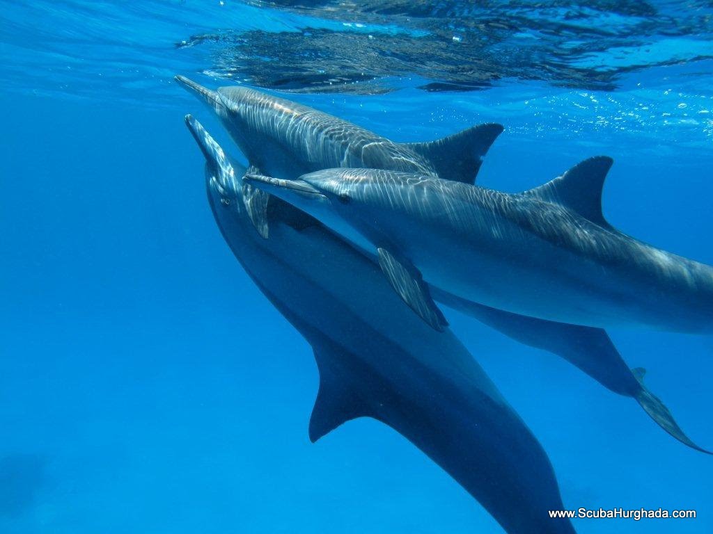dolphins